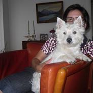 West highland white terrier Coco