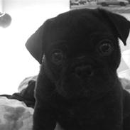 Blanding af racer Oswald