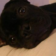 Blanding af racer Oswald