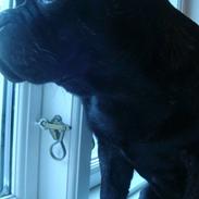 Blanding af racer Oswald