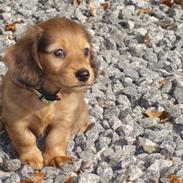 Gravhund Trold R.I.P <3