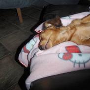 Gravhund Trold R.I.P <3