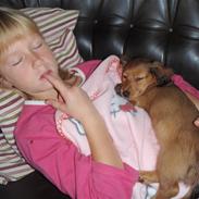 Gravhund Trold R.I.P <3