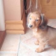 Gravhund Trold R.I.P <3