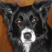 Blanding af racer Sasha