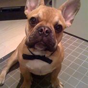 Fransk bulldog Viktor