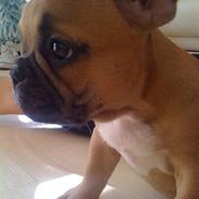 Fransk bulldog Viktor