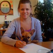 Fransk bulldog Viktor