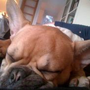 Fransk bulldog Viktor