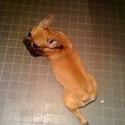 Fransk bulldog Viktor