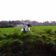 Dansk svensk gaardhund Magnus Tag-musen