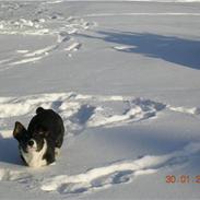 Welsh corgi cardigan Bruunshåbs Jack