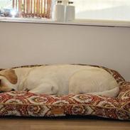 Labrador retriever Balder