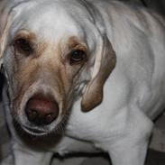 Labrador retriever Balder