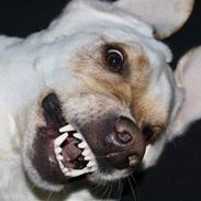 Labrador retriever Balder