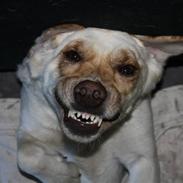 Labrador retriever Balder