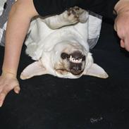 Labrador retriever Balder