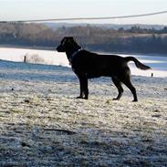 Blanding af racer Jossi