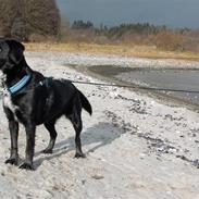 Blanding af racer Jossi