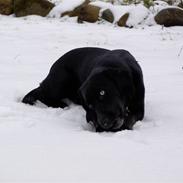 Blanding af racer Jossi