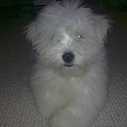 Coton de tulear Sapphira