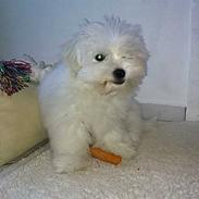 Coton de tulear Sapphira