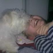 Coton de tulear Sapphira