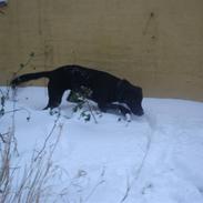 Blanding af racer Pjuske<3