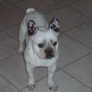 Fransk bulldog Axel