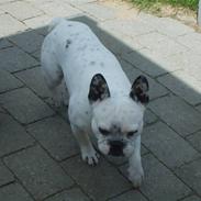 Fransk bulldog Axel