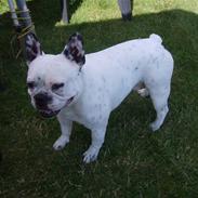 Fransk bulldog Axel