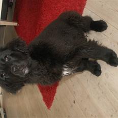 Newfoundlænder Jasmin