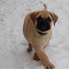 Bullmastiff Boulevard of Fame Hector