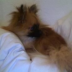 Blanding af racer Chacco