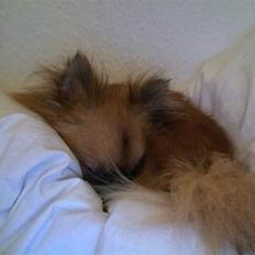 Blanding af racer Chacco