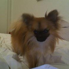 Blanding af racer Chacco