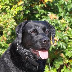 Labrador retriever Kato