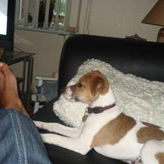 Dansk svensk gaardhund Sonie