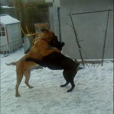 Blanding af racer Pepsi (solgt savner dig)