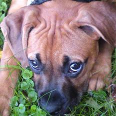 Blanding af racer Dudi