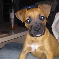 Blanding af racer Dudi