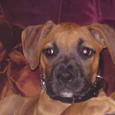 Blanding af racer Dudi