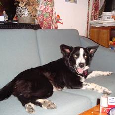 Border collie Molly