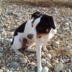 Blanding af racer Ea