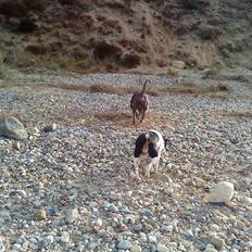 Blanding af racer Ea