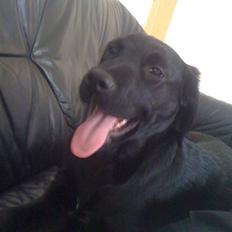 Labrador retriever Boshley
