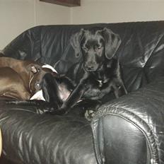 Labrador retriever Boshley