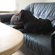 Labrador retriever Boshley