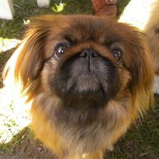 Pekingeser Sille - Prinsesse