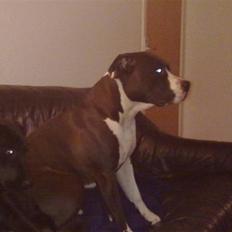 Amerikansk staffordshire terrier gucci